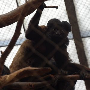 Red-Backed Bearded Saki(Chiropotes chiropotes)