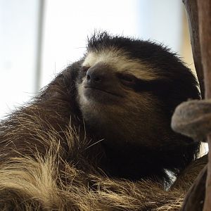 Brown-Throated Three-Toed Sloth(Bradypus variegatus)