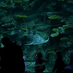 Bowmouth Guitarfish and Crowd