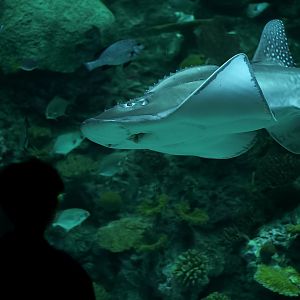 Bowmouth Guitarfish
