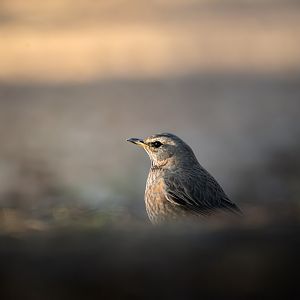 Naumann's Thrush ~ Koganei Park