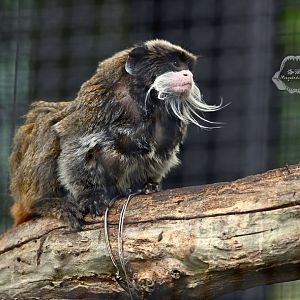 Emperor tamarin (Saguinus imperator)
