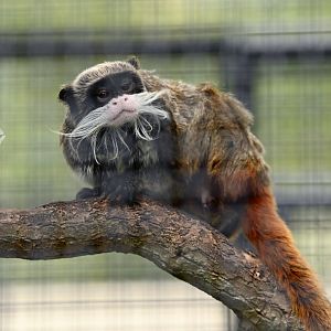 Emperor tamarin (Saguinus imperator)