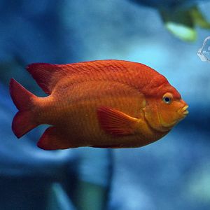 Garibaldi damselfish (Hypsypops rubicundus)