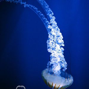 South American sea nettle (Chrysaora plocamia)