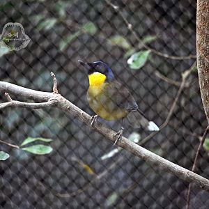 Blue-crowned laughingthrush (Pterorhinus courtoisi)