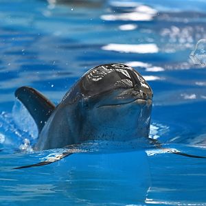 Indo-Pacific bottlenose dolphin (Tursiops aduncus)