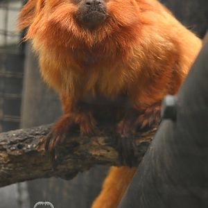 Golden lion tamarin (Leontopithecus rosalia)