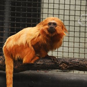 Golden lion tamarin (Leontopithecus rosalia)