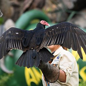 Turkey vulture (Cathartes aura)