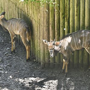African Plains - Nyala (Tragelaphus angasii)