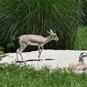 African Plains - Rhim Gazelle (Gazella leptoceros)