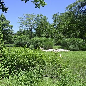 African Plains - Rhim Gazelle (Gazella leptoceros) Exhibit