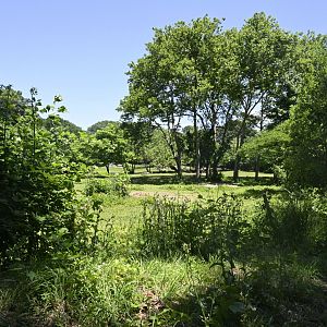 African Plains - Grévy's Zebra (Equus grevyi) Exhibit