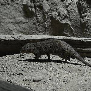 Carter Giraffe Building - Common Dwarf Mongoose (Helogale parvula)
