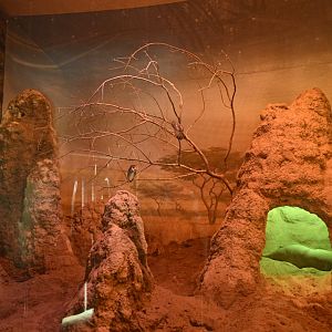 Carter Giraffe Building - Aardvark/Owl Exhibit