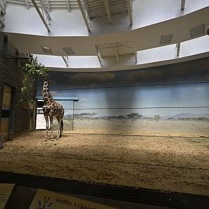 Carter Giraffe Building - Giraffe Indoor Exhibit