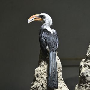 Carter Giraffe Building - Von Der Decken's Hornbill (Tockus deckeni)