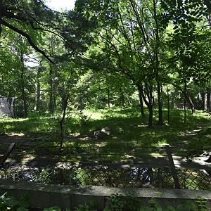 African Plains - Spotted Hyena (Crocuta crocuta) Exhibit