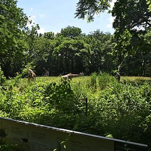 African Plains - Giraffe/Ostrich Exhibit