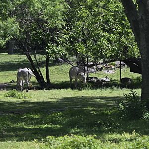 African Plains - Grévy's Zebra (Equus grevyi) and Thomson's Gazelle (Eudorcas thomsonii)