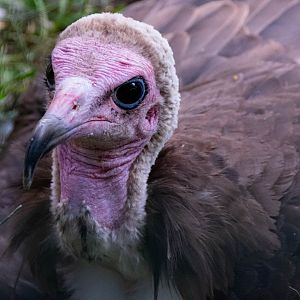 Hooded vulture (Necrosyrtes monachus)