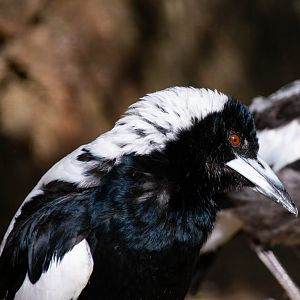 Australian magpie (Gymnorhina tibicen)