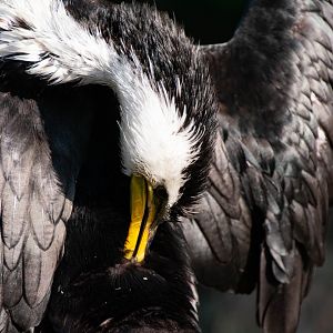Little pied cormorant (Microcarbo melanoleucos)