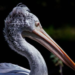 Dalmatian pelican (Pelecanus crispus)