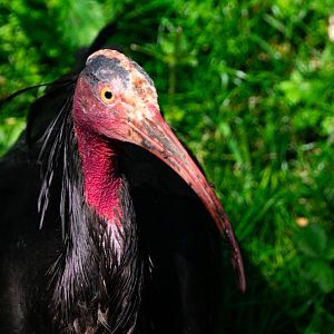 Northern bald ibis (Geronticus eremita)