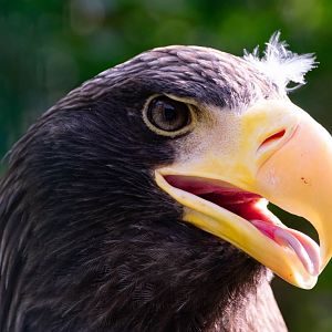 Steller's sea eagle (Haliaeetus pelagicus)