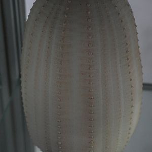 Specimen of Cactus Urchin (Dermechinus horridus), open day at VUW Coastal Ecology Laboratory (Island Bay, Wellington)