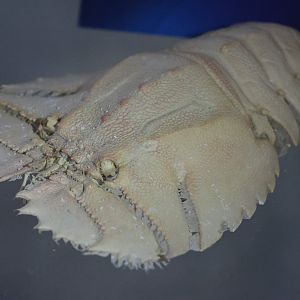 Specimen of Slipper Lobster (Ibacus alticrenatus), open day at VUW Coastal Ecology Laboratory (Island Bay, Wellington)