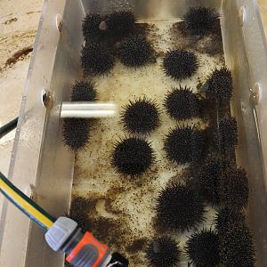 Tank for Kina (Evechinus chloroticus), open day at VUW Coastal Ecology Laboratory (Island Bay, Wellington)