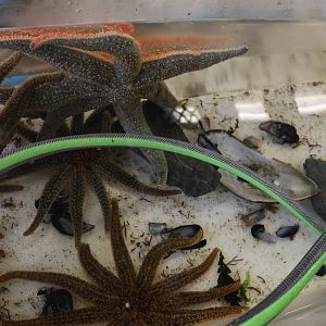 Tank for Reef Star (Stichaster australis), open day at VUW Coastal Ecology Laboratory (Island Bay, Wellington)