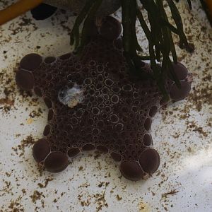 Biscuit Star, open day at VUW Coastal Ecology Laboratory (Island Bay, Wellington)