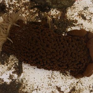 Wandering Anemone (Phlyctenactis tuberculosa), open day at VUW Coastal Ecology Laboratory (Island Bay, Wellington)