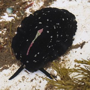 Duck-billed Limpet (Scutus breviculus), open day at VUW Coastal Ecology Laboratory (Island Bay, Wellington)