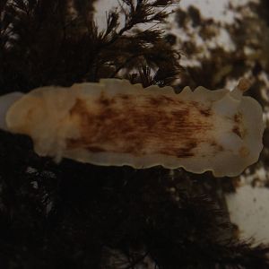 Nudibranch, open day at VUW Coastal Ecology Laboratory (Island Bay, Wellington)