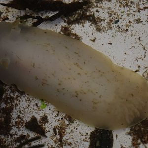 Nudibranch, open day at VUW Coastal Ecology Laboratory (Island Bay, Wellington)