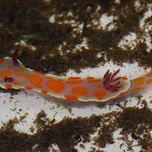 Nudibranch, open day at VUW Coastal Ecology Laboratory (Island Bay, Wellington)