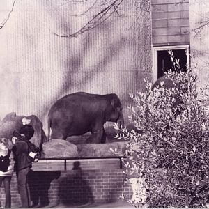Elephant at London Zoo in Feb 2000