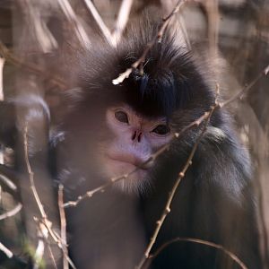 Mynamar Snub-nosed Monkey (My 2000th Photo on Zoochat!)