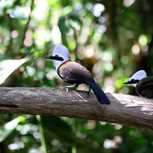 White-crested Laughingthrush