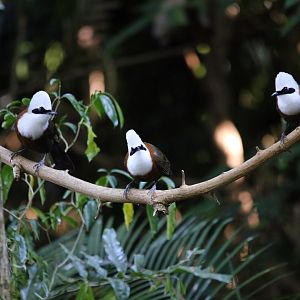 White-crested Laughingthrush