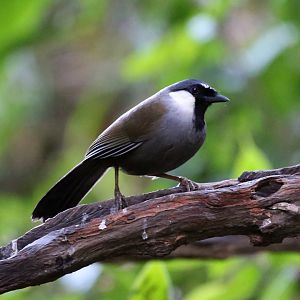 Black-throated Laughingthrush (Pterorhinus chinensis)