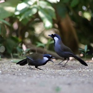 Black-throated Laughingthrush (Pterorhinus chinensis)