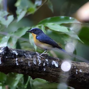 Hill Blue Flycatcher (Cyornis whitei), Male