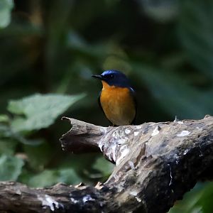 Hill Blue Flycatcher (Cyornis whitei), Male