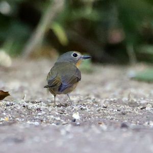 Hill Blue Flycatcher (Cyornis whitei), Female